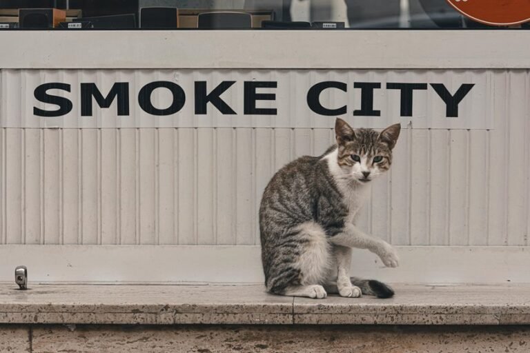 shop at zooart store